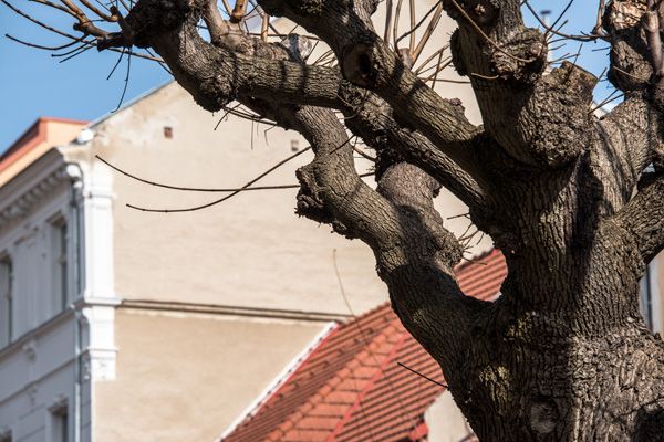 PRIVILEG - rekonstrukce památek a historických budov / Fasáda / Jiráskova 32, Brno / 2021 / I