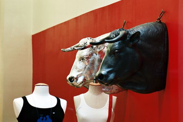 bulls
