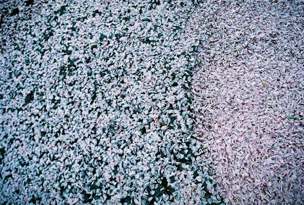 Cherry Sakura