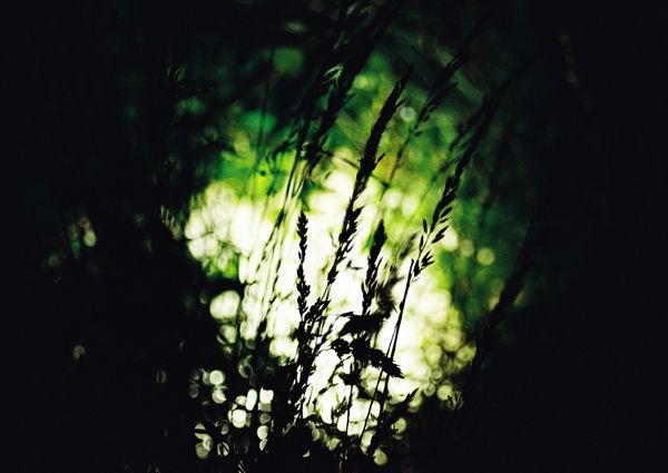 grass