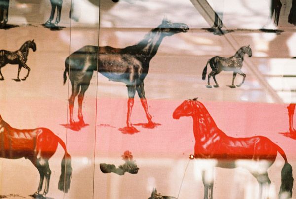 horses, Barca