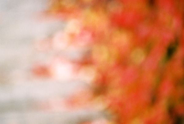 autumn / VIII
