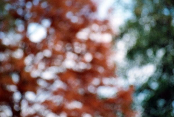 autumn / V