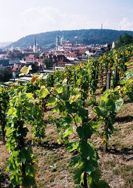 PRAGUE / CZECH REPUBLIC / XXXVI