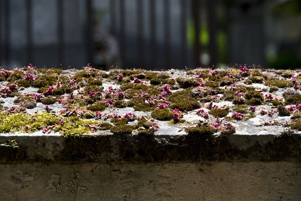 Pere - Lachaise cemetery / Paris, France / 2015 / IX