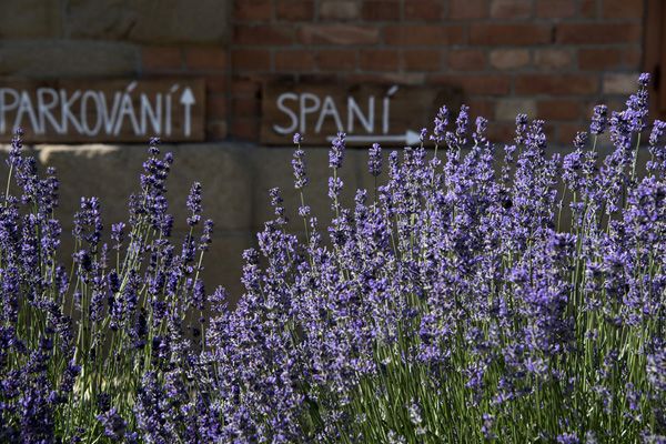 weddings / Pavlunovi / XXXIII